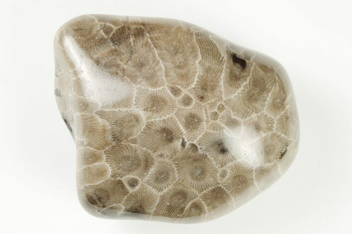 2.5" Polished Petoskey Stone (Fossil Coral) - Michigan
